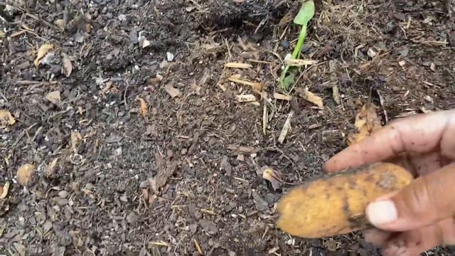 How I Grow and Harvest Store Bought Potatoes | Potato Harvest 2021 | SC Garden смотреть онлайн