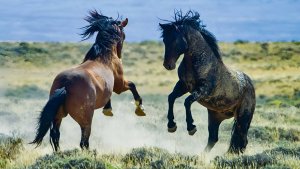 Дикие и домашние животные