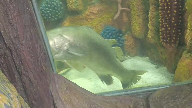 Cox’s Bazar fish world vlog.... смотреть онлайн