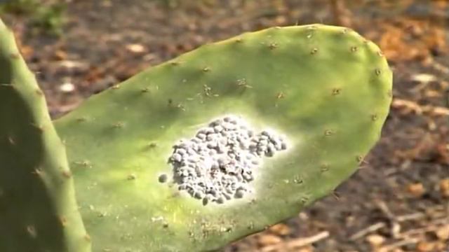 LA COCHINILLA EN CANARIAS - EL CULTIVO DEL NOPAL смотреть онлайн