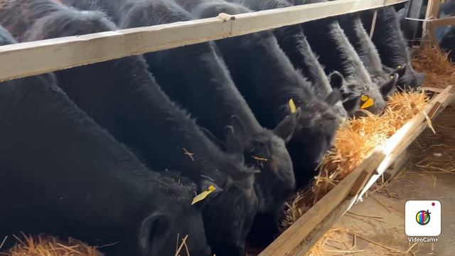 100% Talik ABERDEEN ANGUS BUQALAR📞945570995📞990670110📞939720212📞936470105