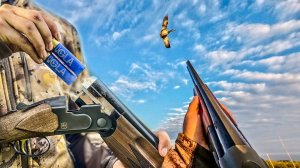 Охота на уток с собаками | Отличная вечёрка и классные выстрелы