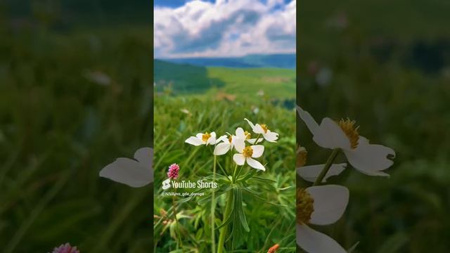 Карачаево-Черкессия смотреть онлайн