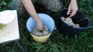 Засолка груздей дедовским холодным способом! Всё ПРОСТО И БЫСТРО! Солим грибы с УКРОПОМ И ХРЕНОМ
