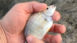 Рыбалка на море в Туапсе.