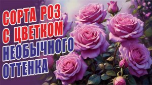 СОРТА РОЗ С ЦВЕТКОМ НЕОБЫЧНОГО ОТТЕНКА. ОБЗОР СОРТОВ РОЗ В СИРЕНЕВЫХ И ФИОЛЕТОВЫХ ОТТЕНКАХ. РОЗЫ