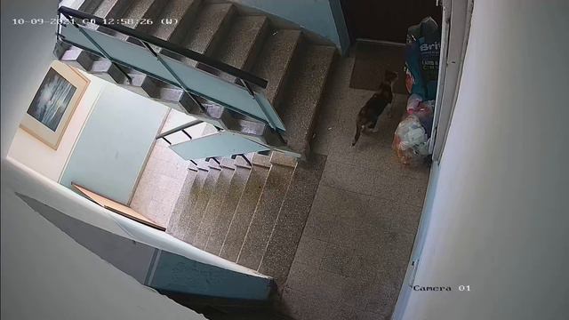 кошки копаются в зевеле Элишева смотреть онлайн