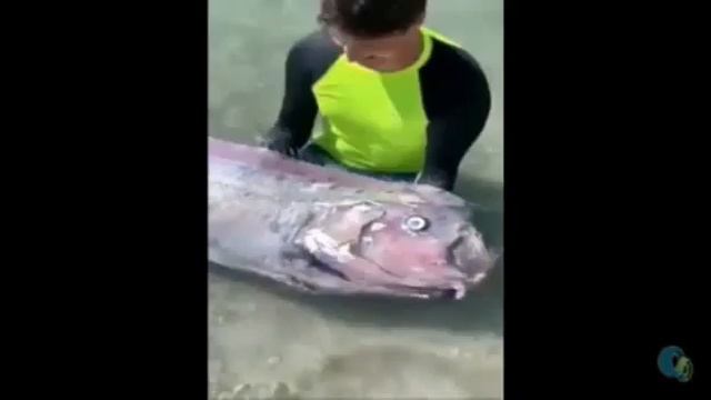 Asteroiden kommen in alle Richtungen; und Black Swan Programm; in humanitären Hilfsfunktionen; Dank смотреть онлайн