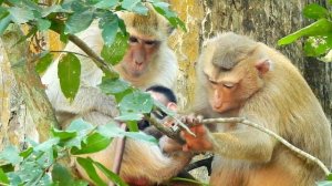 Sweet !! Rose monkey come to give best grooming for Briget monkey , They are look so cute