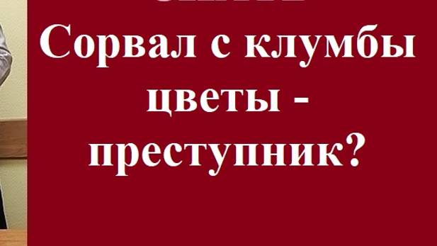 Сорвал с клумбы цветы – преступник? #цветысклумбы #правонарушение #вашеправознать #юридическаяпомощь смотреть онлайн