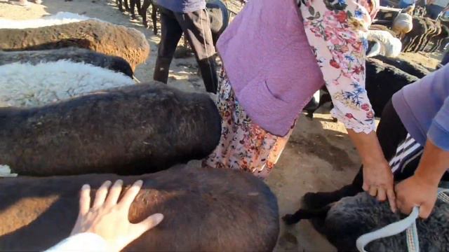 8-БУКА 1- МИЛЛИОНГА КЕТТИ.Уч-Коргон Мал базары.15-Июль.Реалдуу баалар смотреть онлайн