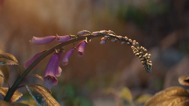 Sylvain Lemaire - "Spring" Main Theme (Definitive Version) смотреть онлайн