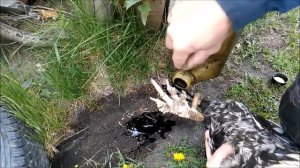 Наросты на ногах петуха.Что делать