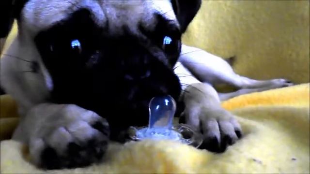 Carlino Ettore, col ciuccio xD ^ ^ Parte 2 смотреть онлайн