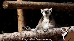 Ring-Tailed Lemur Sounds - Noises