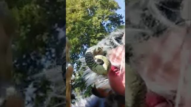 Enrico Erik Papi смотреть онлайн