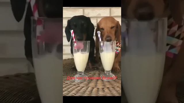 Для настроения всем 😂😂😂 смотреть онлайн