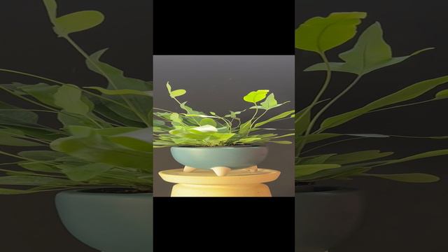 Флебодиум давана