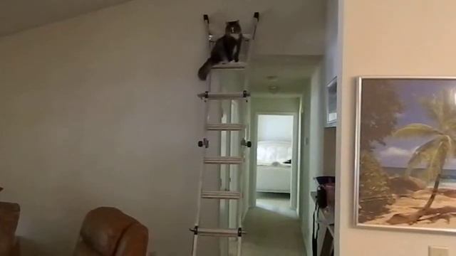 Norwegian Forest Cat - Mr Chris climbing his Werner 13' tall ladder! GOOD BOY! смотреть онлайн