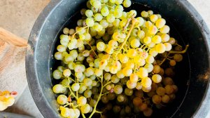 Самый высокий урожай винограда за последние годы собрали в Грузии