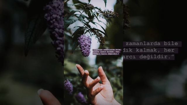 Desem ki l Cahit Sıtkı Tarancı смотреть онлайн