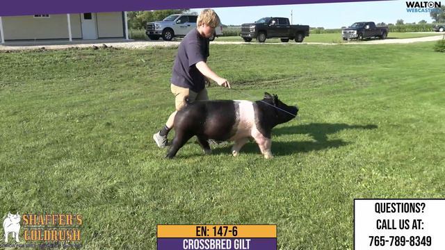 147-6 - Shaffer's Goldrush - Saturday August 11th, 2023 Gilt Sale смотреть онлайн