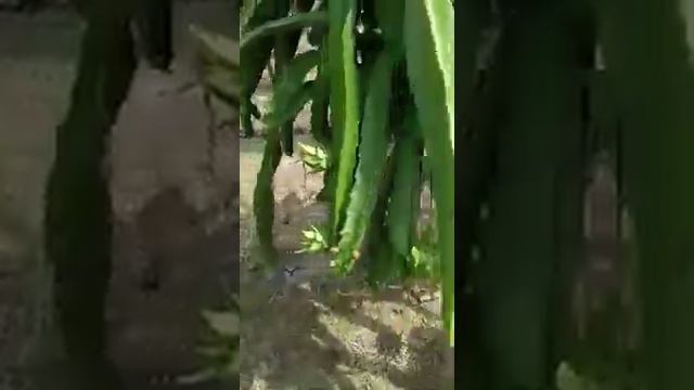 Buah naga hasil dari produk obat yada Kusuma dan pupuk master kususma смотреть онлайн