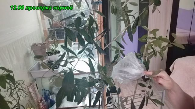 Укоренение оливы отводом смотреть онлайн