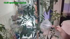 Укоренение оливы отводом