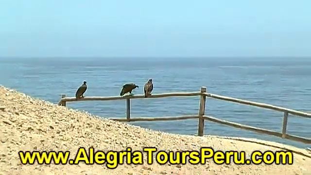 Tour San Fernando National Reserve-Nazca-Peru смотреть онлайн
