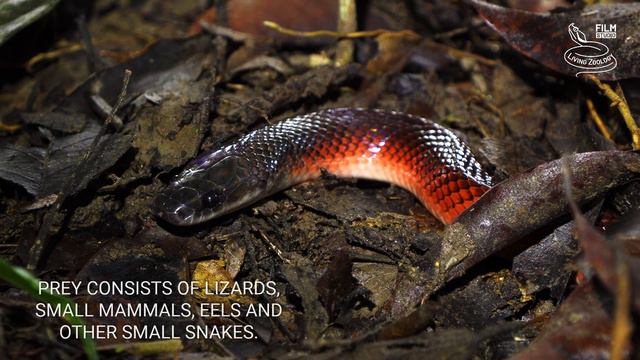 Snakes of Peru, 5 species from the Amazon rainforest, Fer-de-lance, Rainbow boa and more смотреть онлайн