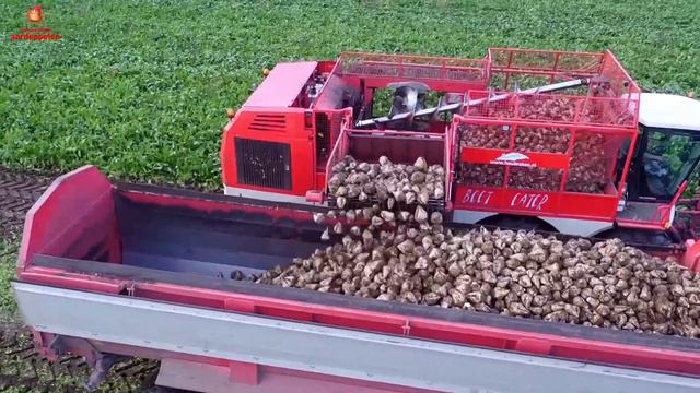 Sugarbeet harvest with Vervaet Beat Eater 2017 смотреть онлайн