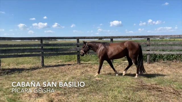 PÍCARA GEISHA - REMATE SAN BASILIO 2020 смотреть онлайн