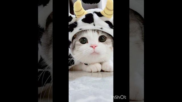 животные смотреть онлайн