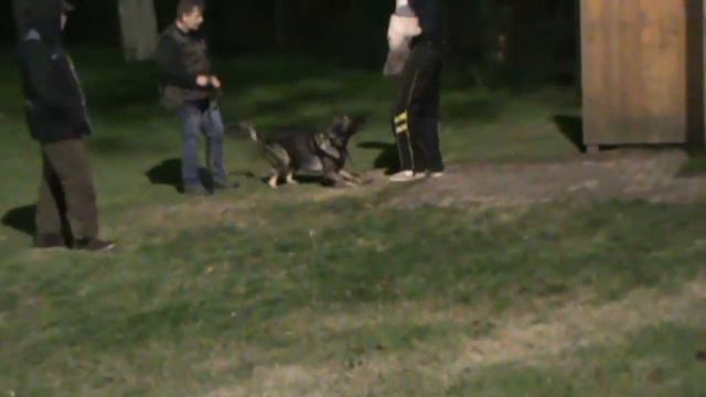 Donar von den Wannaer Höhen beim Training смотреть онлайн