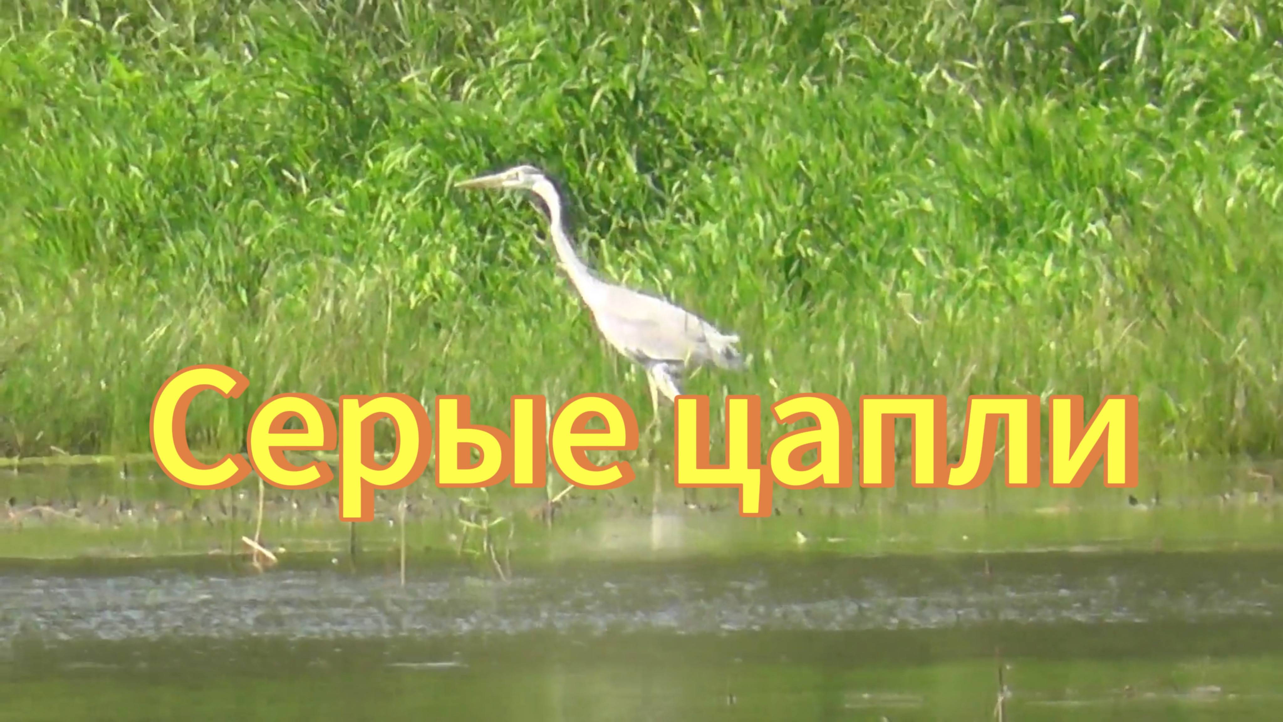 Серые цапли и поганки(чомги) на озере Карасьем. Коченёвский район. Птицы Новосибирский области. смотреть онлайн