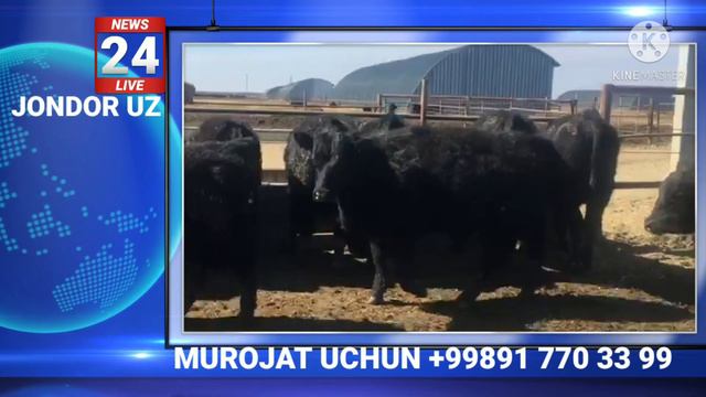 ЗОТДОР ГАЛЛАНД АНГУСТ МОЛЛАРИ. ZOTDOR GALLAND ANGUST MOLLARI. смотреть онлайн