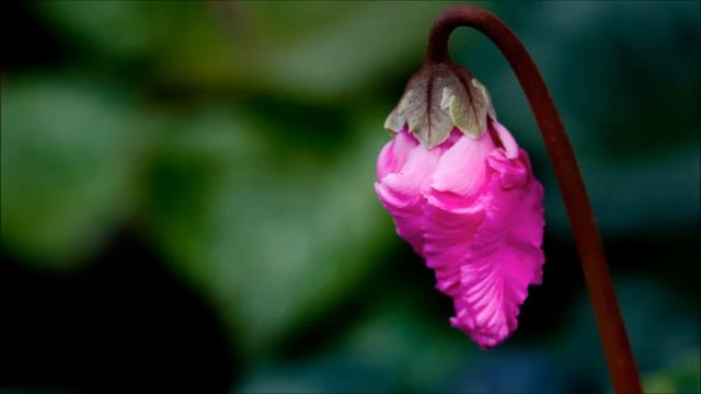 Dinka - The Sleeping Beauty (Original Mix)