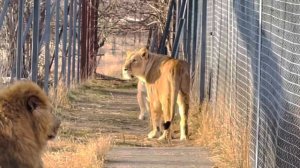 Беременная львица ИДЁТ РОЖАТЬ, прошу львов меня поддержать чтобы снять видео!