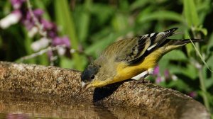 Обзор ловли певчих птиц 24.12.23