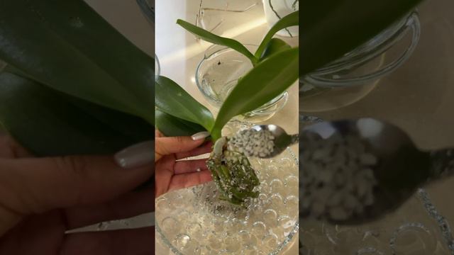 Пересадка детки орхидеи. Смотрите, как просто! смотреть онлайн