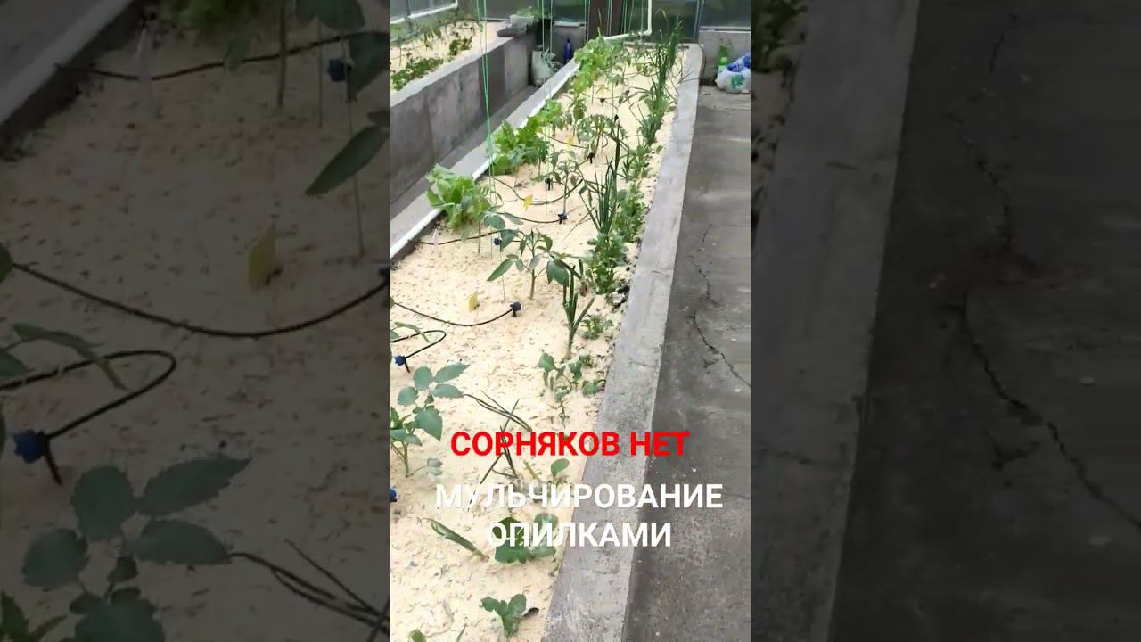 Мульчирование опилками. Сорняков нет.