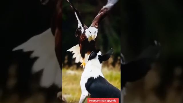 Это потрясающие отношения между птицей и собаки!!!🥰 Невероятная дружба 👍👍👍 смотреть онлайн
