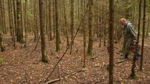 Грибная разведка 07 августа 2024. Всеволожский район.