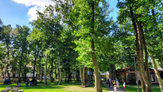 В "Лесу" отеля "Маяковский" на дюне пос. Лесное Куршской косы 31/08/24 смотреть онлайн