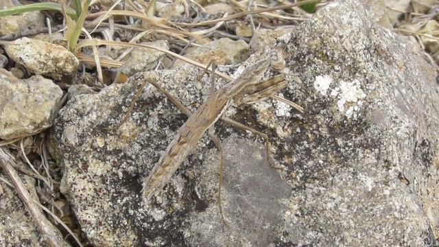 Богомол. Боливария короткокрылая ( Bolivaria brachyptera ) смотреть онлайн