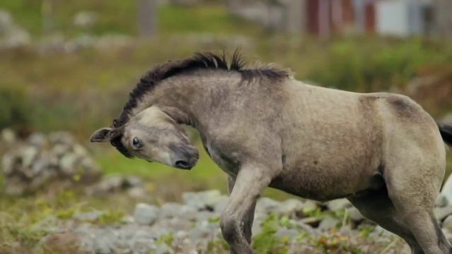 ПАЗЛ ОЙЫНЫ/  Үй жануарларының дауысы. Звуки домашних животных! / 2-4 жас балаларға  #звукиживотных