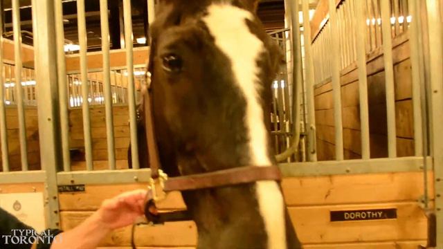 Horse Day 2015 | Toronto смотреть онлайн