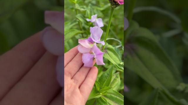 Душистый горошек «Лазурный берег»😊#shorts смотреть онлайн