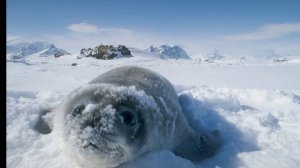 Niletto- Всё равно буду в тебе